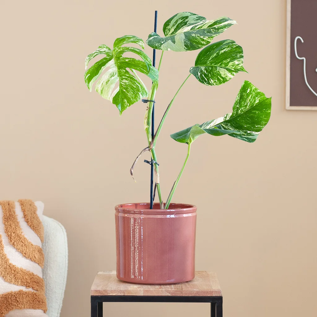 Monstera Variegata