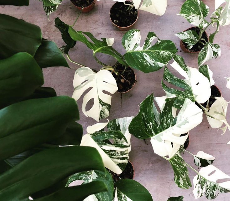 Monstera Variegata