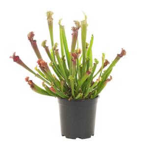 trompetbekerplant