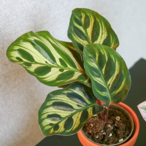 Calathea Makoyana