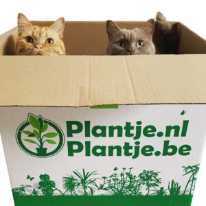katvriendelijke planten