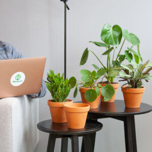 Groene Thuiswerk Box