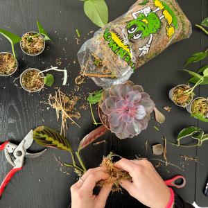 planten stekken