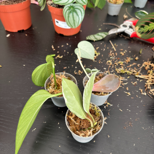 planten stekken