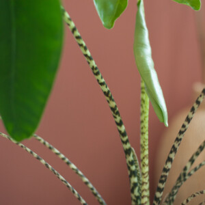 Alocasia Zebrina