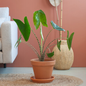 Alocasia Zebrina