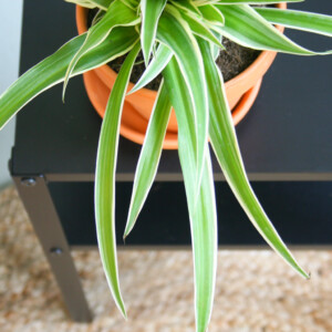 Chlorophytum Comosum Graslelie