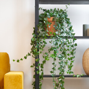 Hedera Helix Wonder
