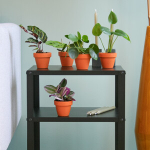 Mini Tradescantia Nanouk