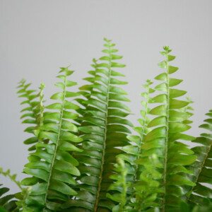 Nephrolepsis Green Lady