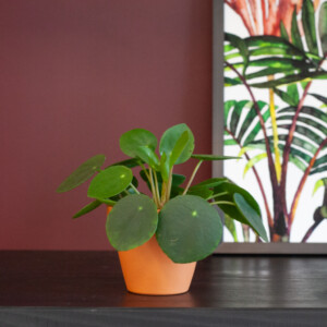 Pilea Peperomioides Pannenkoekenplant