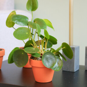 Pilea Peperomioides Pannenkoekenplant