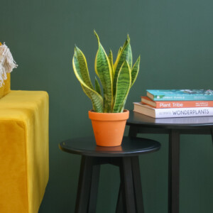Sansevieria Laurentii