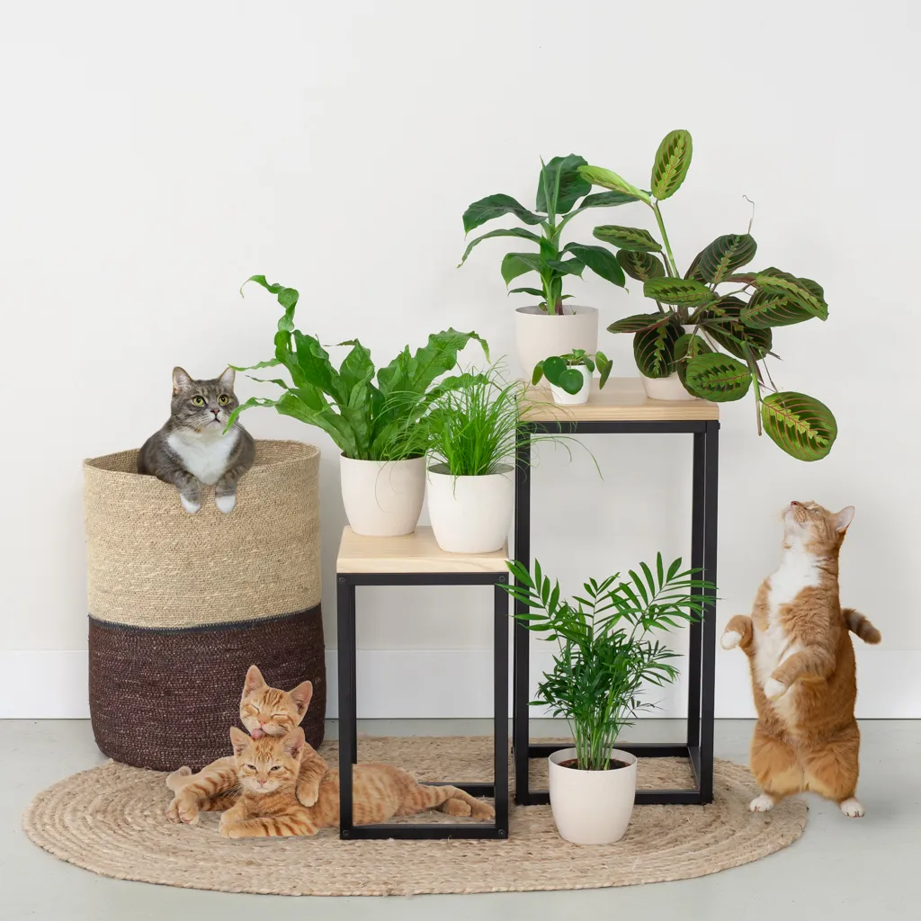 goedkope planten