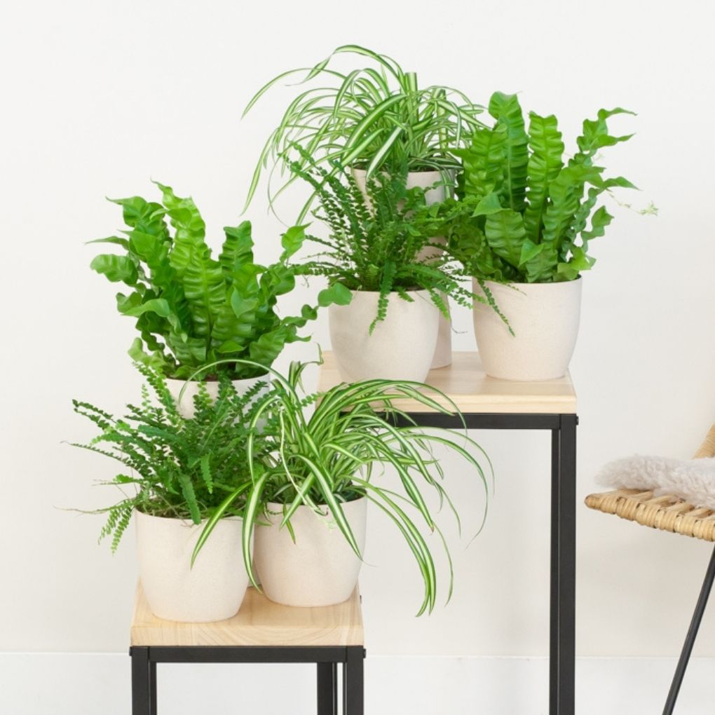 goedkope planten