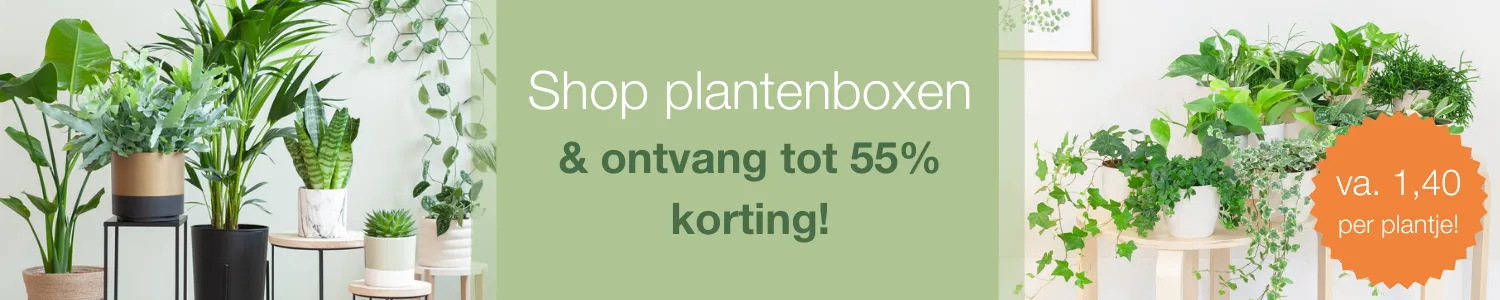 goedkope planten