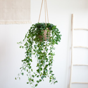 Hedera Helix