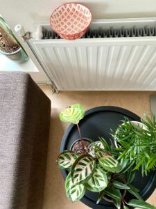 Kamerplanten in de winter