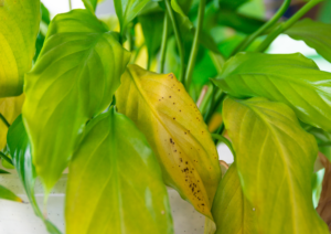 bladluis kamerplanten