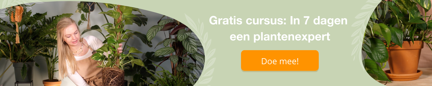Planten cursus