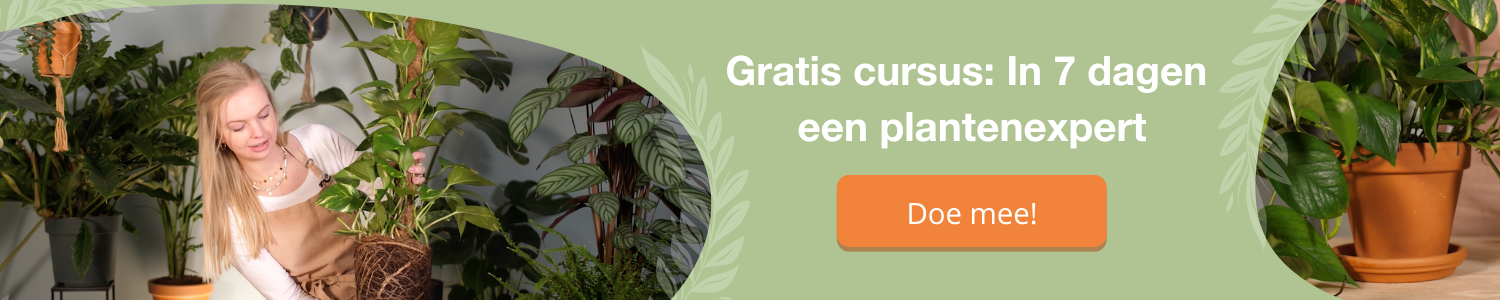 planten cursus verzorging