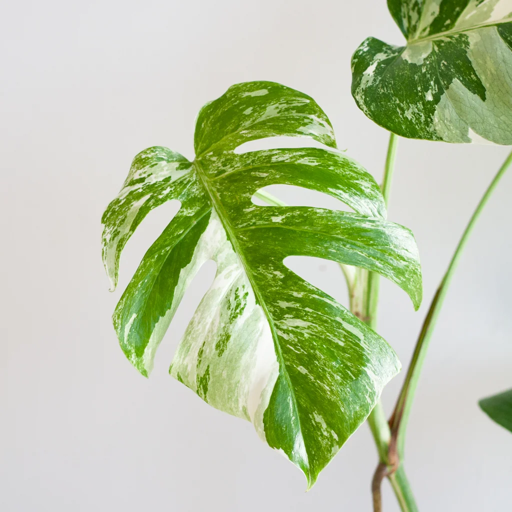 Monstera Variegata
