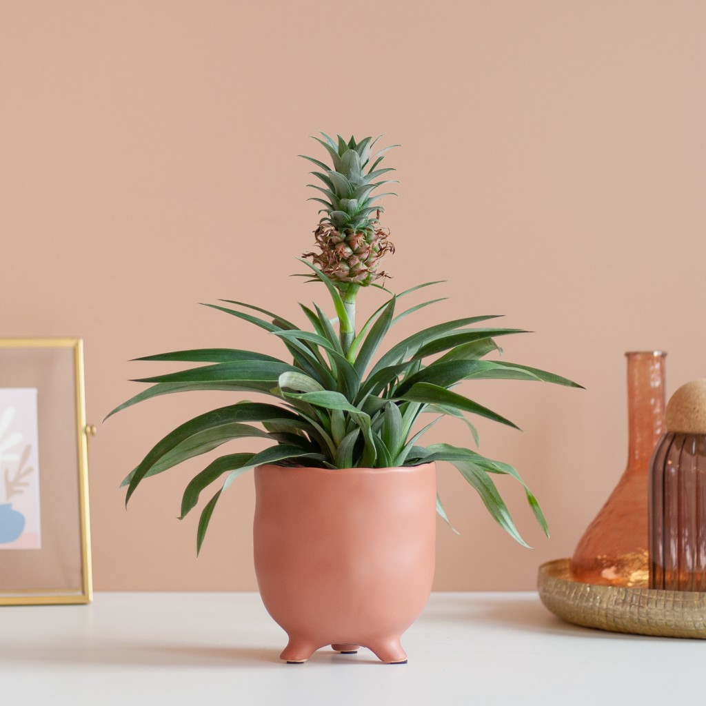 ananasplant cadeau