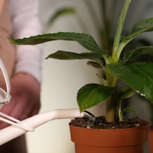 water geven planten verzorging zomer