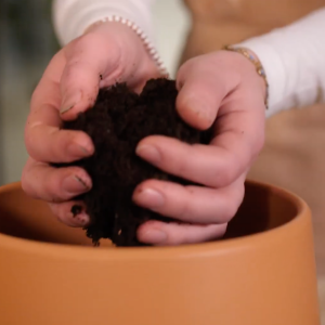 zomer kamerplanten verzorging