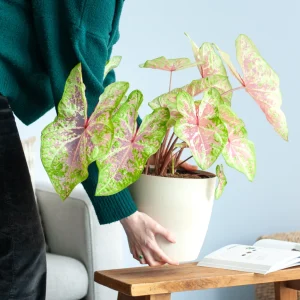Caladium Seafoam Pink sfeerbeeld