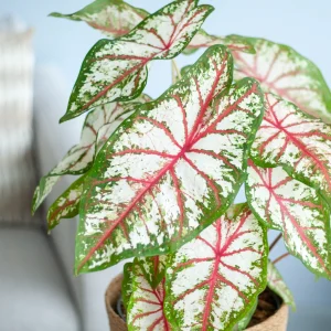 Caladium Tapestry closeup