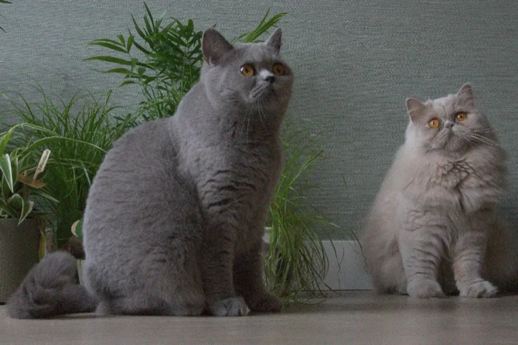 ugc katten