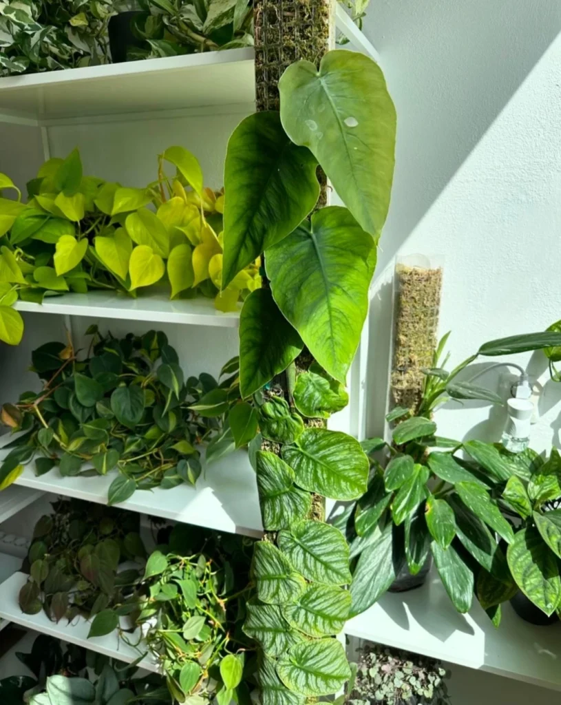 plant ugc