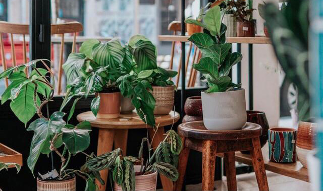 Hippe kamerplanten top 10