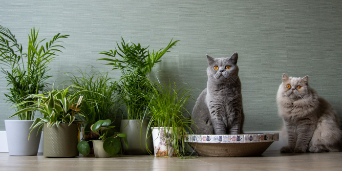 Niet giftige kamerplanten voor katten Niet giftige kamerplanten voor katten