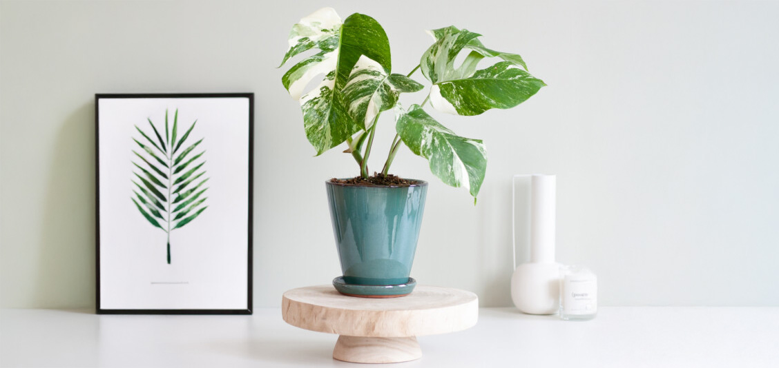 Monstera Variegata verzorging Monstera Variegata verzorging