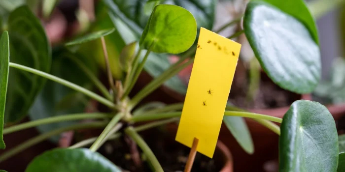 Rouwvliegjes in jouw planten? Bestrijden doe je zo! Rouwvliegjes in jouw planten? Bestrijden doe je zo!