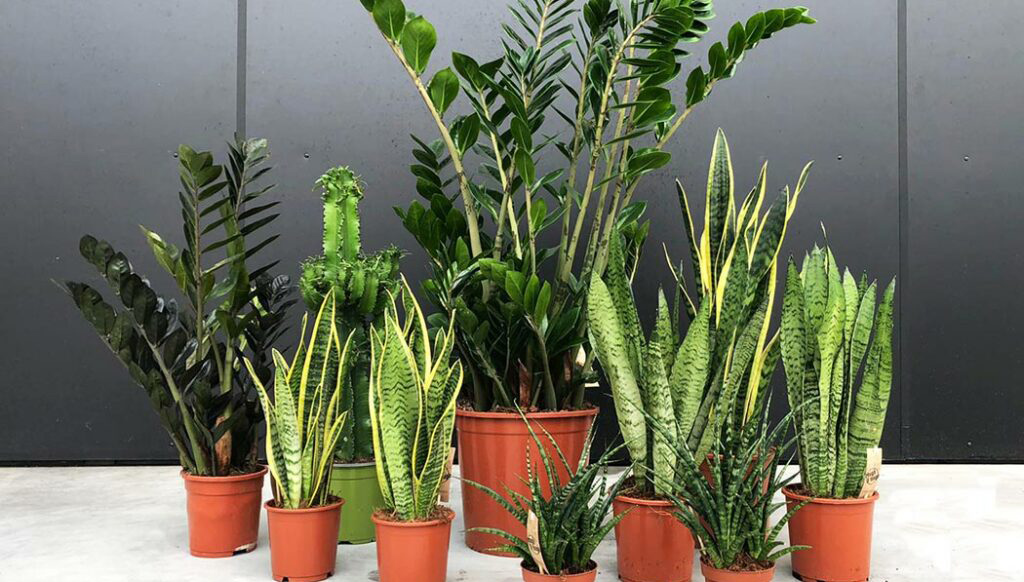 Met deze sterke kamerplanten kun je zorgeloos op vakantie! Met deze sterke kamerplanten kun je zorgeloos op vakantie!