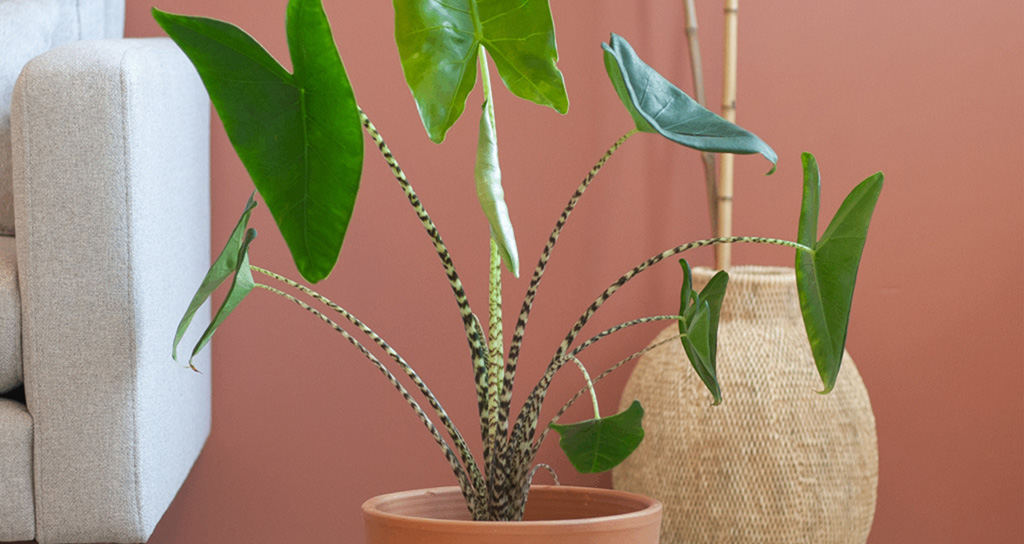 Alocasia Zebrina: deze gestreepte kamerplant is prooidieren te slim af Alocasia Zebrina: deze gestreepte kamerplant is prooidieren te slim af