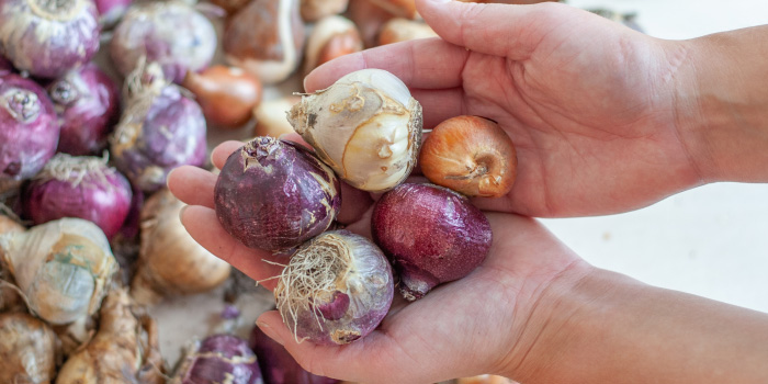 Bloembollen planten – hoe en wanneer? Bloembollen planten – hoe en wanneer?
