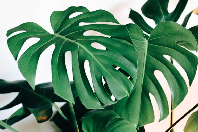 De Monstera Deliciosa: groot, groen en gewild! De Monstera Deliciosa: groot, groen en gewild!
