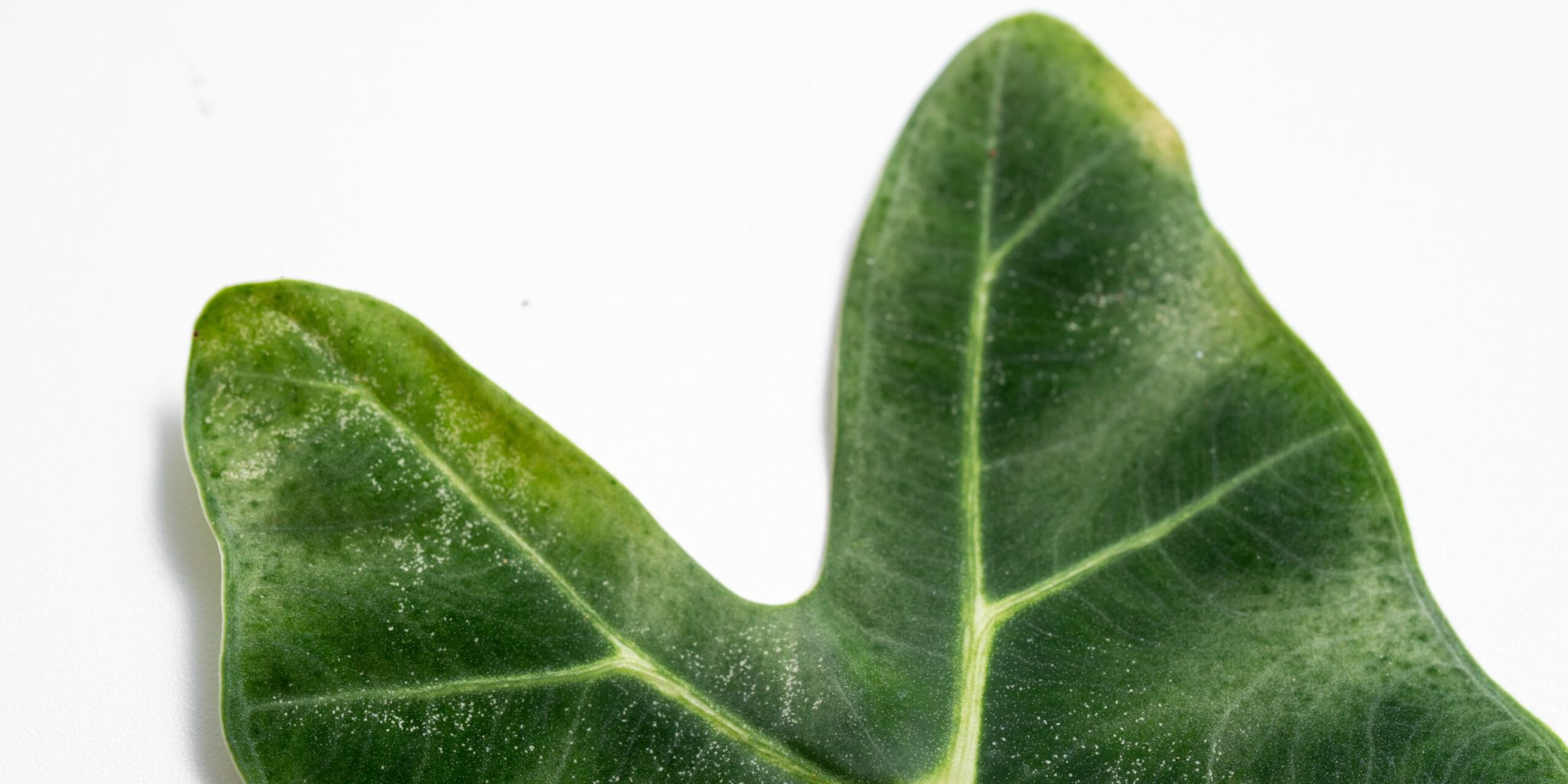 Spint bestrijden op je kamerplant Spint bestrijden op je kamerplant