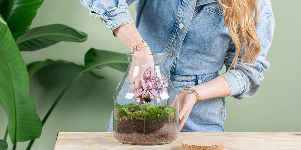 Planten terrarium verzorgen Planten terrarium verzorgen