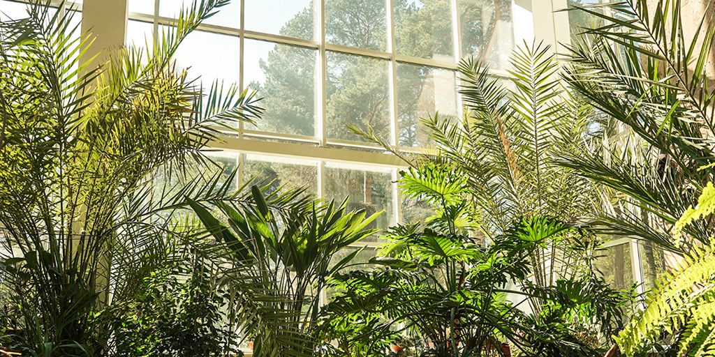 Zeven tips om je kamerplanten duurzaam te verzorgen Zeven tips om je kamerplanten duurzaam te verzorgen