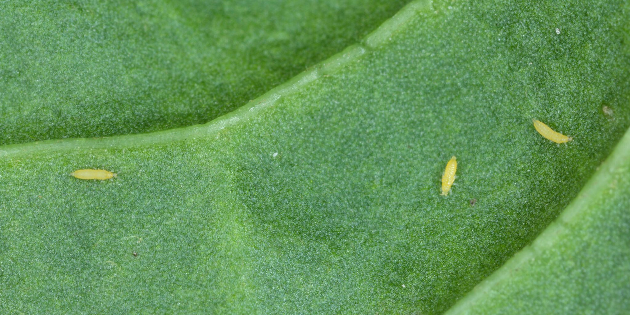 Trips op je plant: herkennen en bestrijden Trips op je plant: herkennen en bestrijden