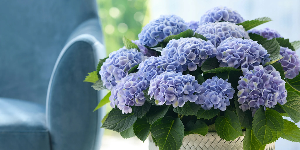 De magie van de Magical Hydrangea De magie van de Magical Hydrangea
