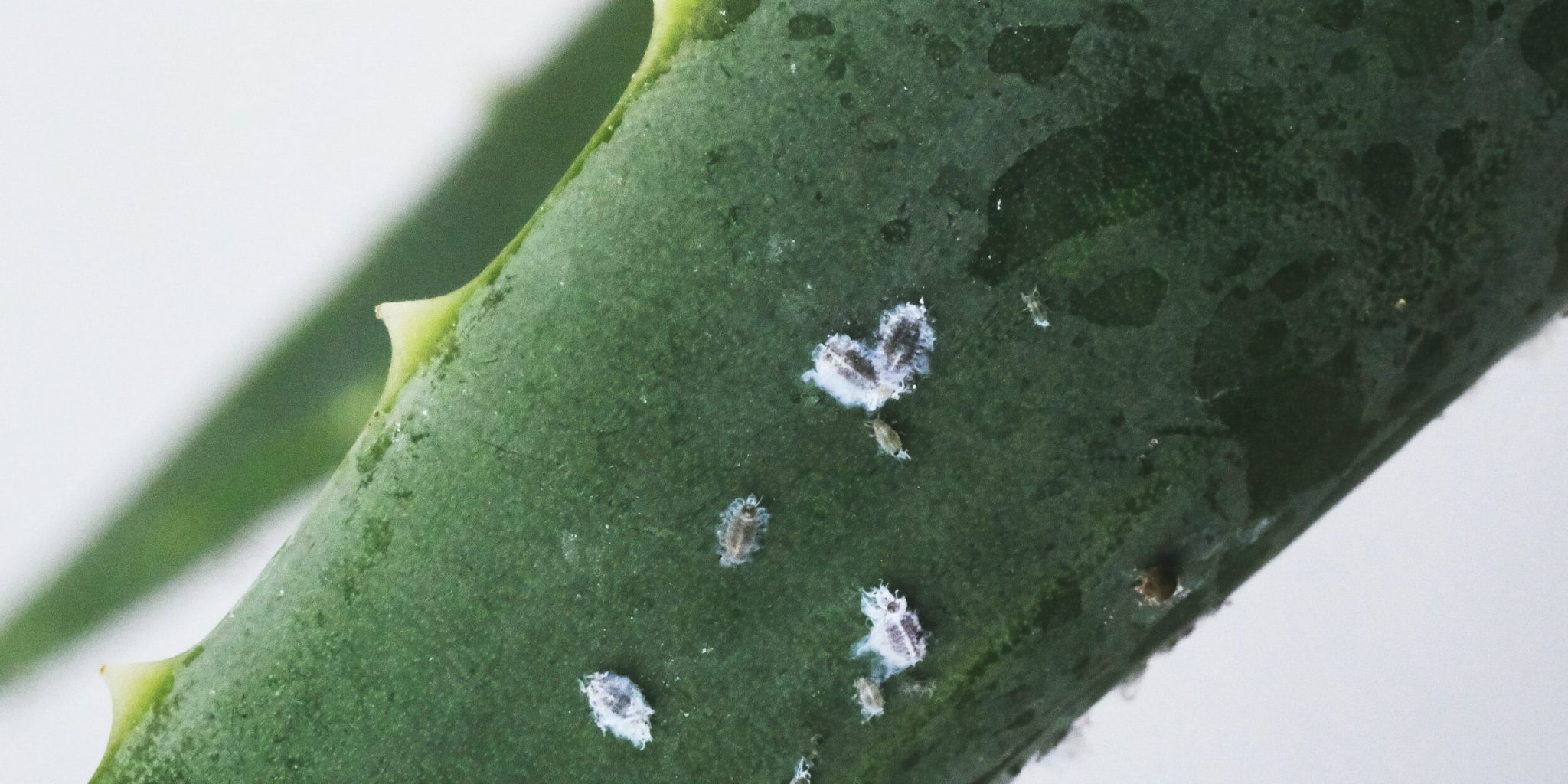 Ongedierte op planten: zo kom je ervan af!