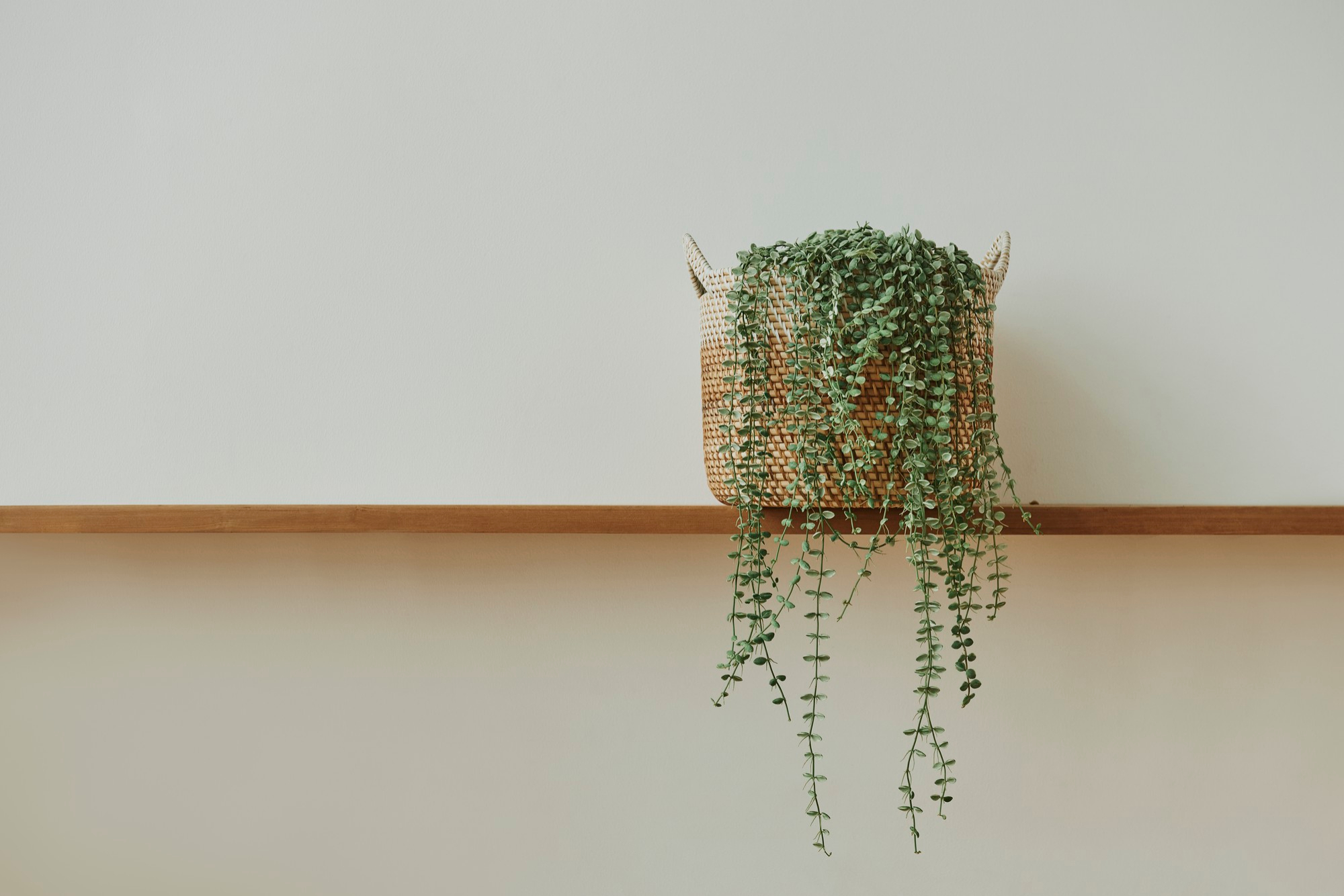 Kleine ruimte, groot effect: verticale plantenschappen